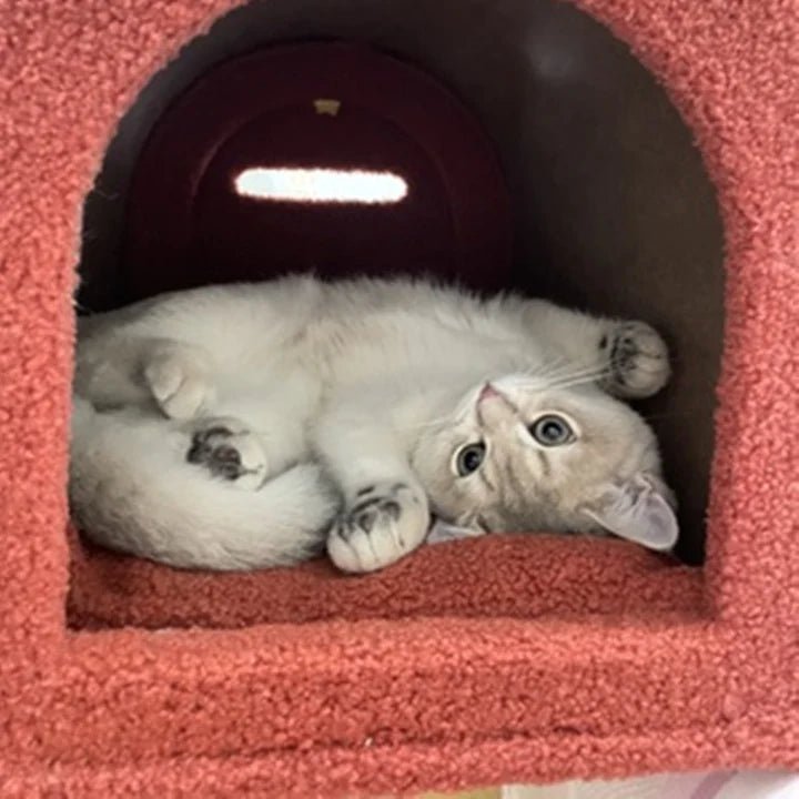 Mailbox Cat Tree - Pet Pet Gifts