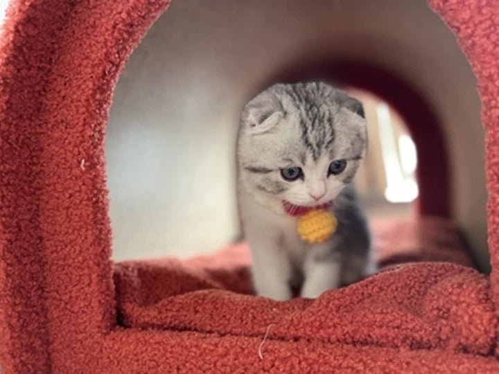 Mailbox Cat Tree - Pet Pet Gifts